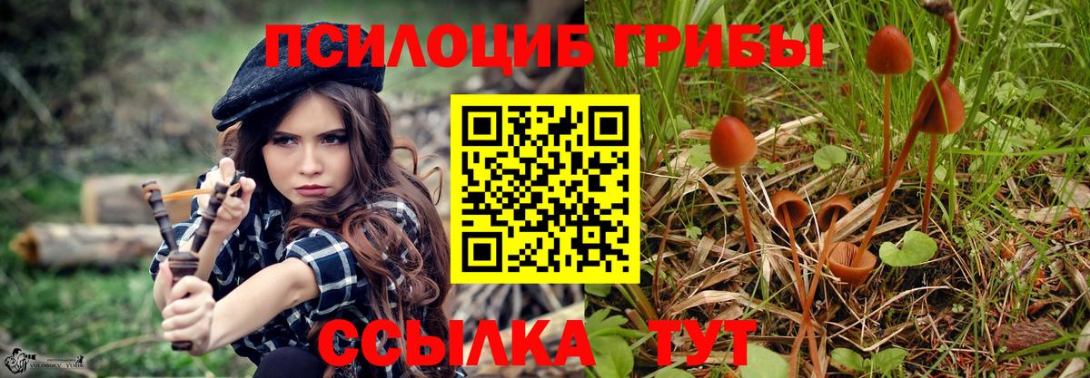 Вязники  Псилоцибиновые грибы Psilocybe  Вход с VPN 